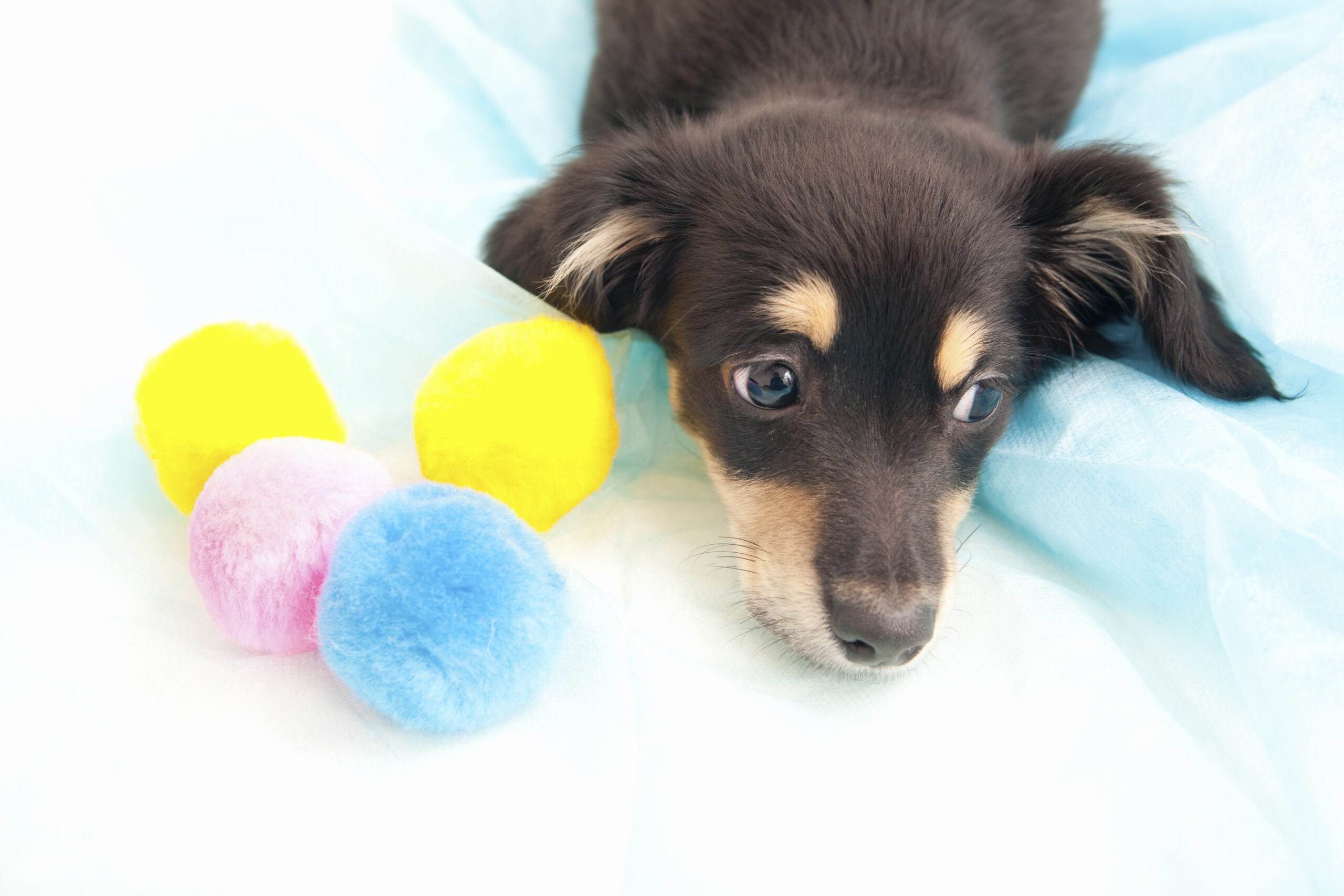 子犬が注意すべき病気について