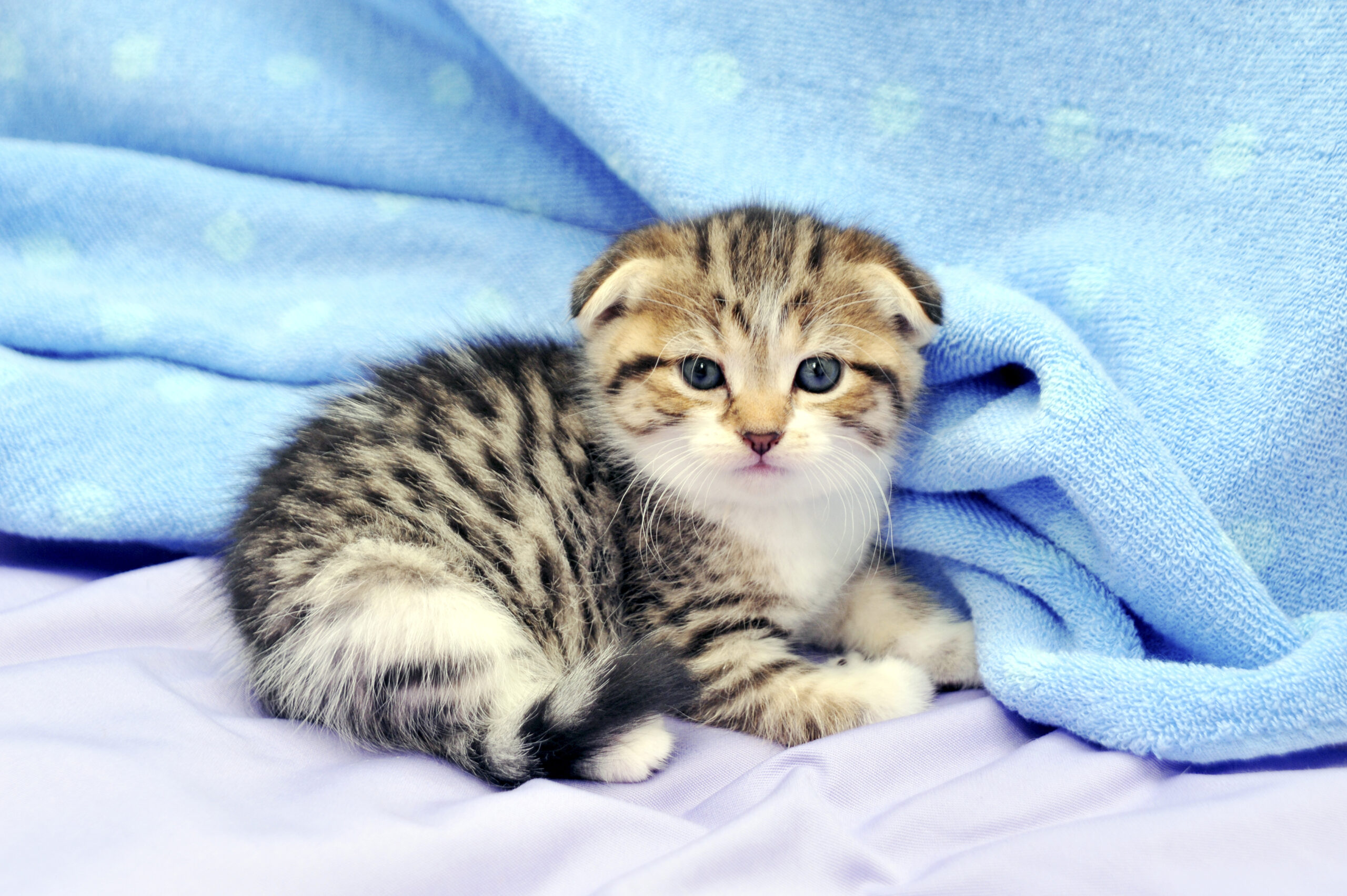 ネコちゃんを迎えたら飼い主さんが行うべき感染症・寄生虫対策